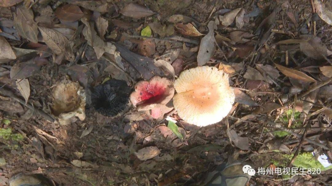 3 Orang Meninggal Setelah Makan Jamur Beracun di Guangdong-Image-1