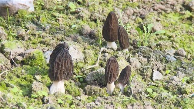 Jamur Morel yang Membuat Kehidupan Warga Desa di China Lebih Baik-Image-2