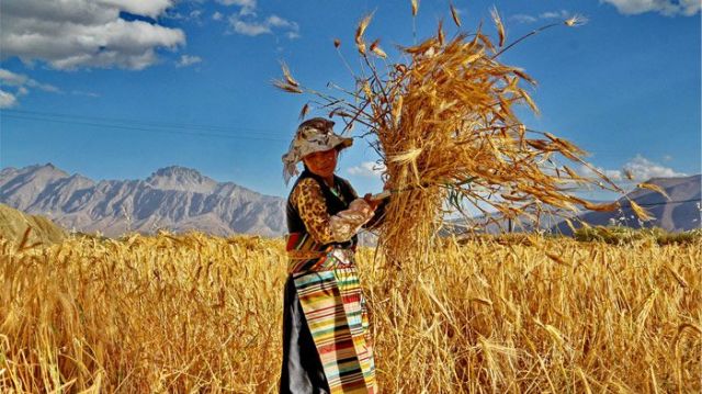 Tibet Terapkan Standar Nasional Berkualitas Tinggi untuk Jelai-Image-1