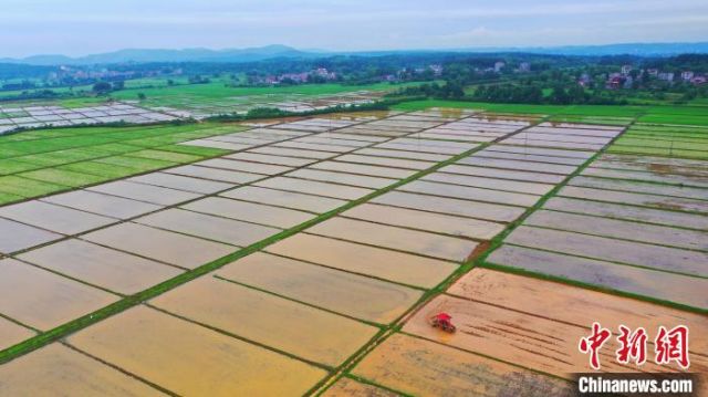 POTRET: Sawah di Pedesaan Jiangxi di Awal Musim Panas-Image-4