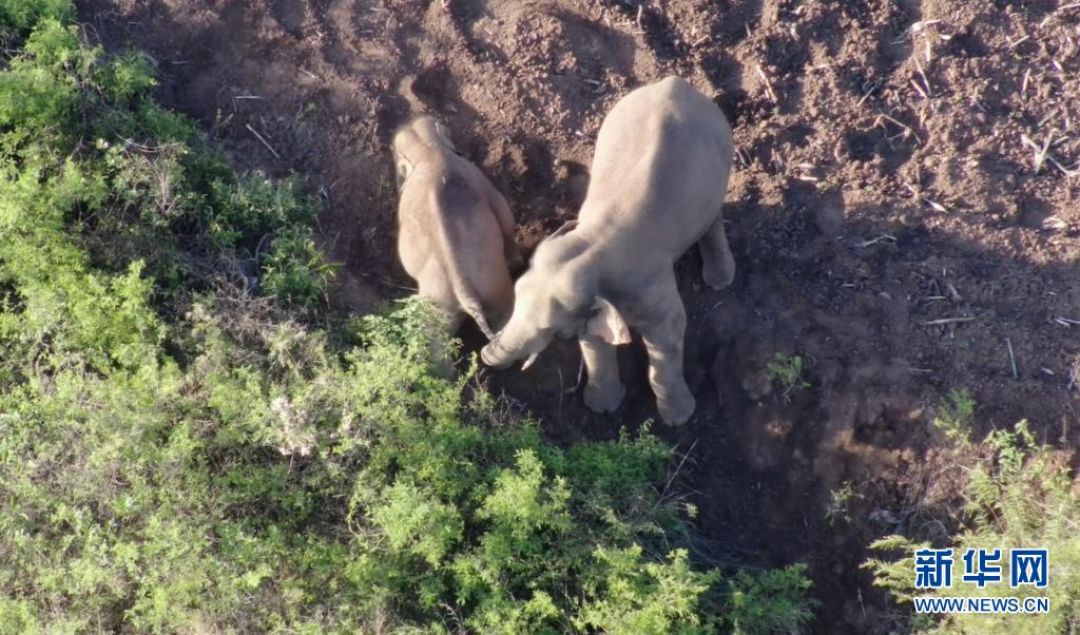 Kawanan Gajah Asia Utara Yunnan Kembali ke Dekat Desa, Pemerintah Amankan Warga-Image-1