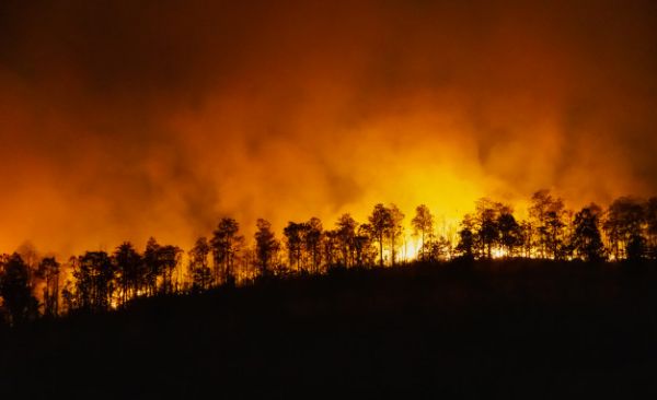 Lagi, Kebakaran Hutan Terjadi di Jinning-Image-1