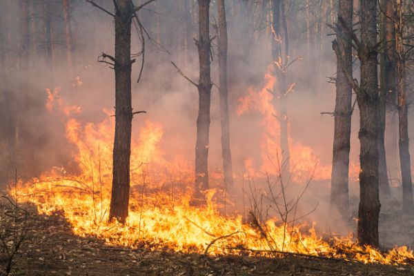 Untung Sekali, Kebakaran Hutan Seluas 110 Hektar Telah Padam Tanpa Korban Jiwa-Image-1