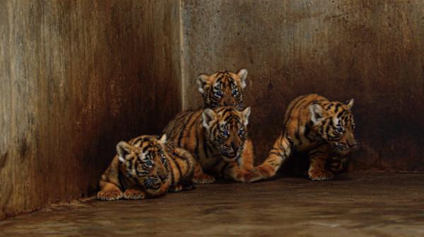 Kebun Binatang Shanghai Cari Nama untuk Bayi Harimau-Image-1