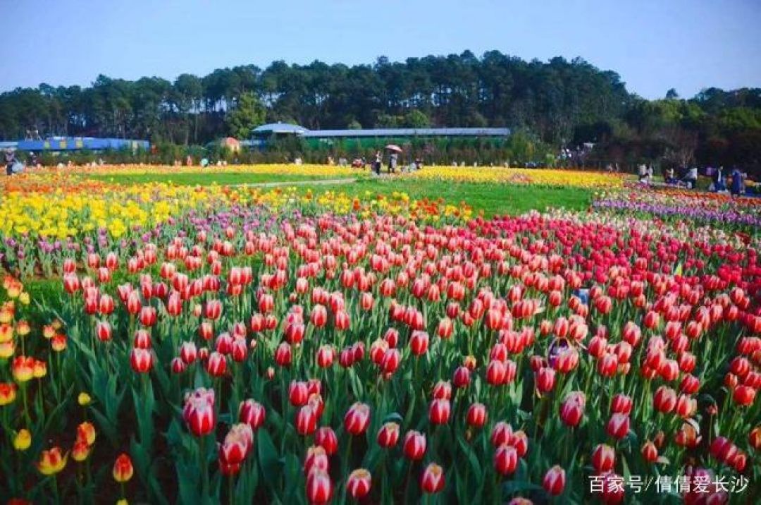 China Bentuk Konservasi Kebun Raya Nasional-Image-1