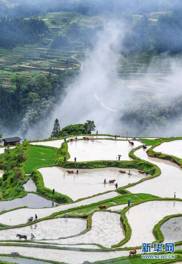 POTRET: Bertani dengan Ribuan Ternak di Guizhou-Image-5
