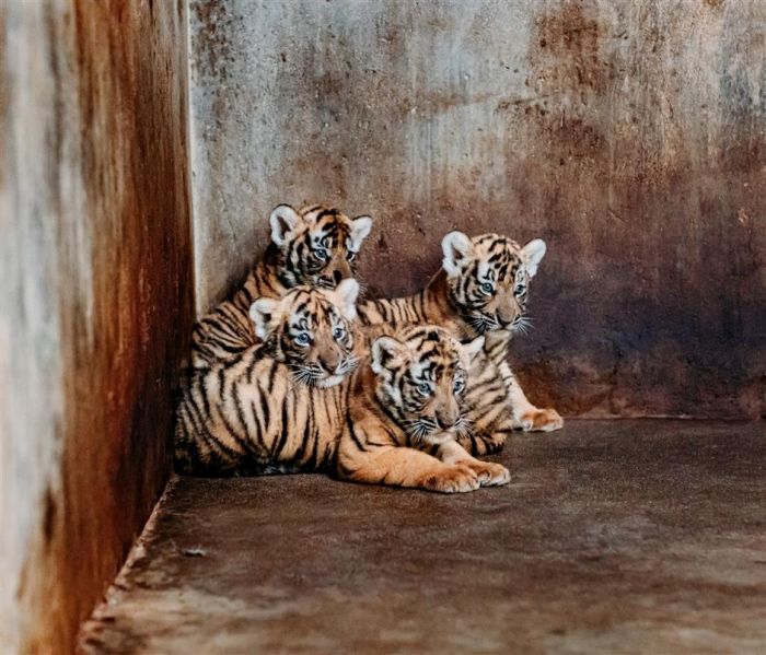 Kebun Binatang Shanghai Cari Nama untuk Bayi Harimau-Image-6