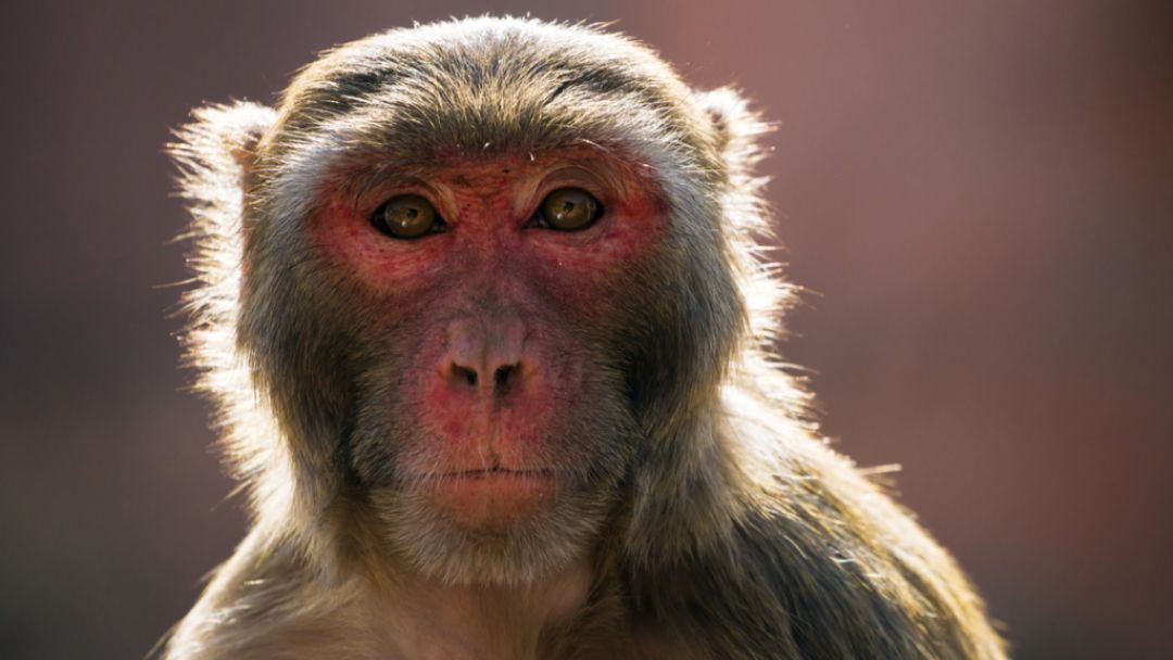 China Laporkan Kasus Kematian Pertama yang Berasal dari Virus Monyet B-Image-1