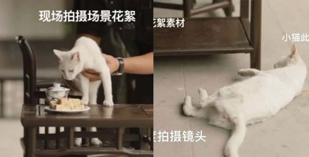 Pecinta Kucing China Kecam Adegan Kucing Mati di Drama, Dugaan Pelecehan Hewan-Image-1