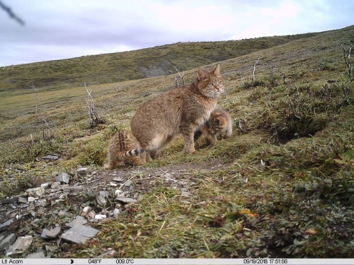 Kucing Langka Ditemukan di Provinsi Qinghai, Tiongkok!-Image-1