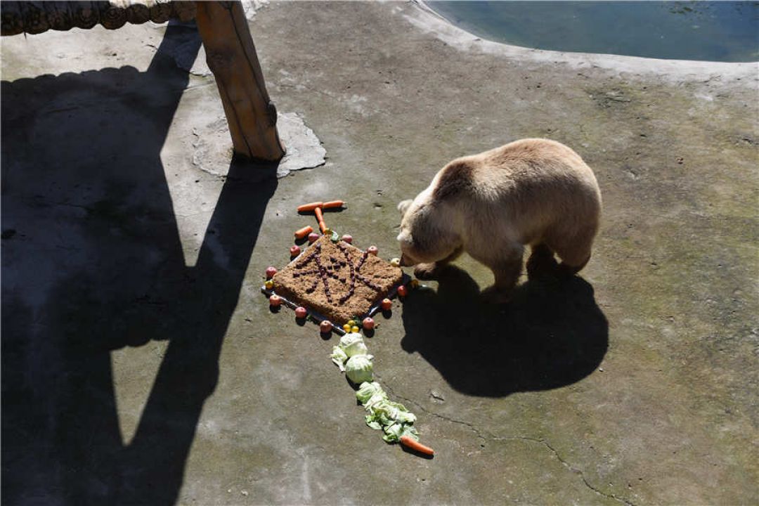 Kebun Binatang Hutan Utara Harbin Suguhkan Kue Bulan untuk Para Satwa-Image-4