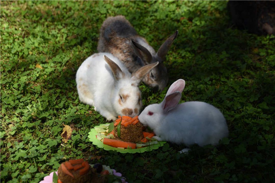 Kebun Binatang Hutan Utara Harbin Suguhkan Kue Bulan untuk Para Satwa-Image-1