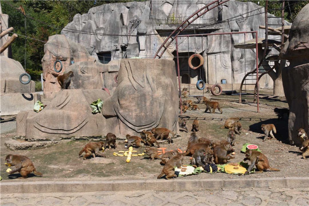 Kebun Binatang Hutan Utara Harbin Suguhkan Kue Bulan untuk Para Satwa-Image-5