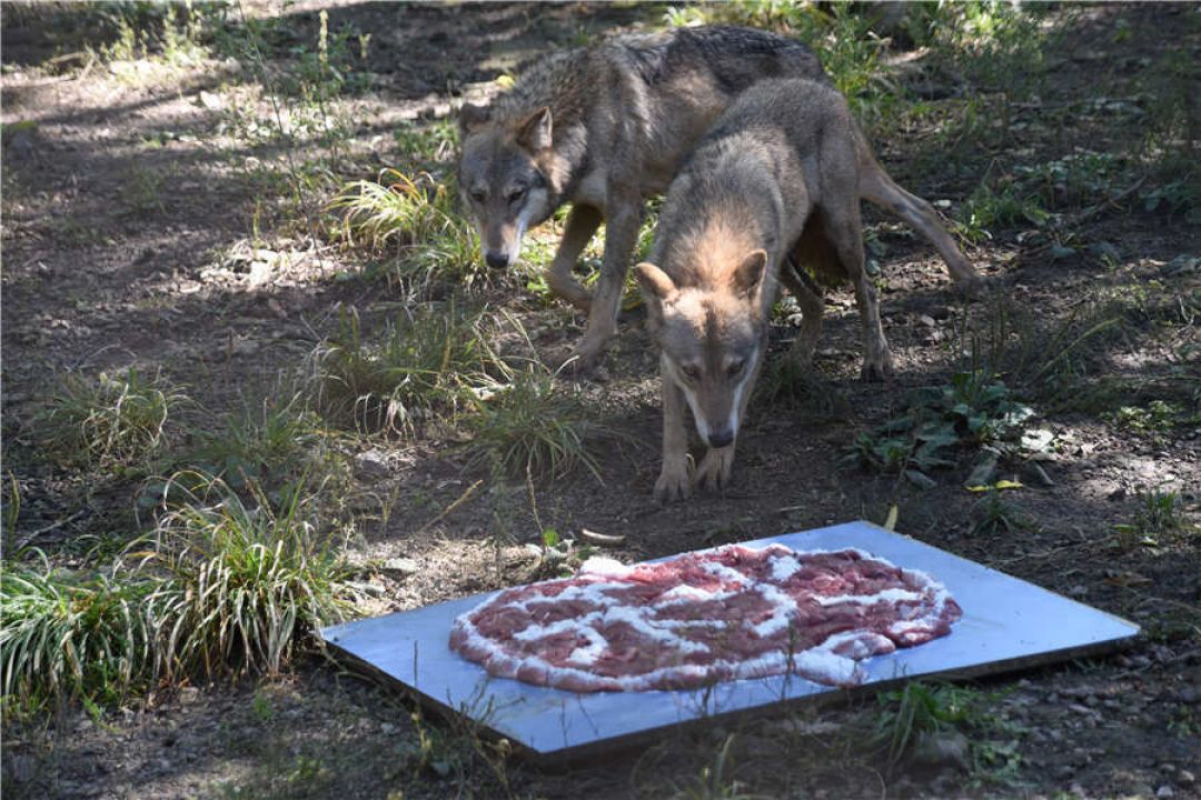 Kebun Binatang Hutan Utara Harbin Suguhkan Kue Bulan untuk Para Satwa-Image-2