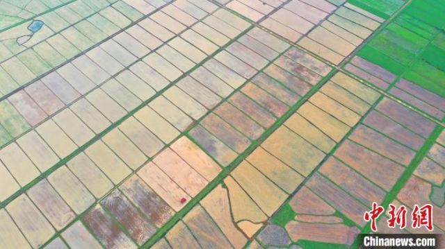 POTRET: Sawah di Pedesaan Jiangxi di Awal Musim Panas-Image-5