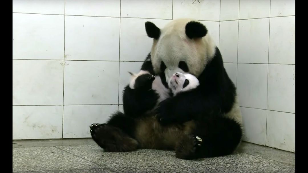 SEJARAH: 2009 Panda Raksasa di China Lahirkan Sepasang Panda Kembar Pertama di Dunia-Image-1