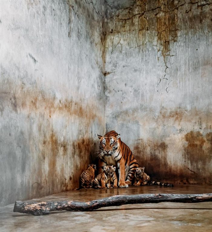 Kebun Binatang Shanghai Cari Nama untuk Bayi Harimau-Image-5