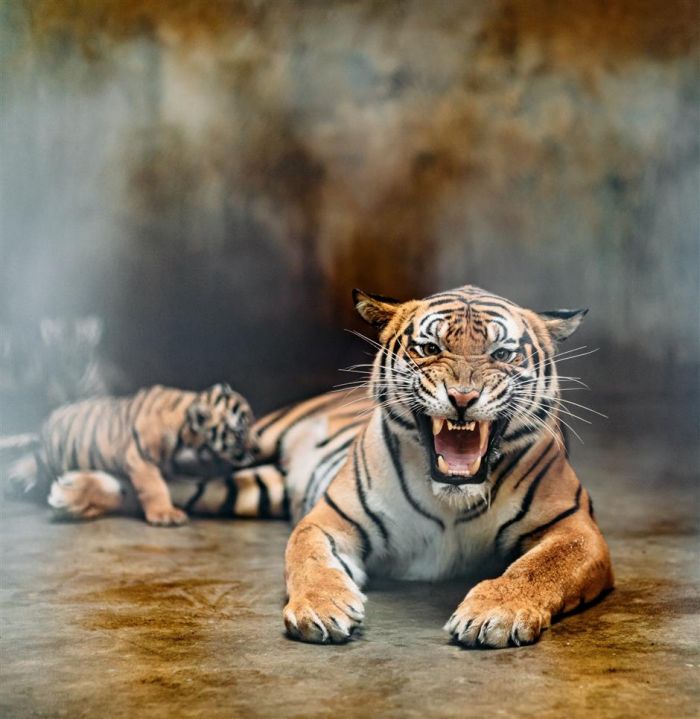 Kebun Binatang Shanghai Cari Nama untuk Bayi Harimau-Image-7