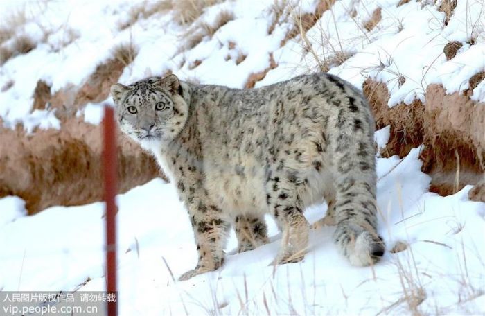  Macan  Tutul Salju  Langka Terlihat di Pegunungan Qilian 