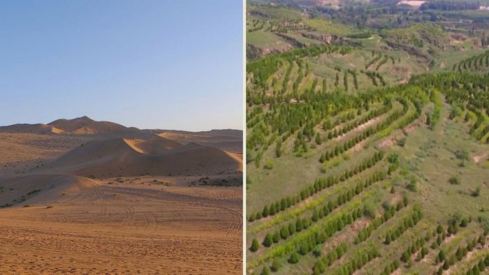 Pasangan di China Ubah Gurun Jadi Oasis Hijau Seluas 47 km² Selama 3 Dekade-Image-1