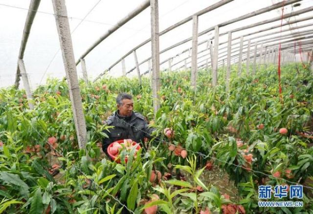 POTRET: Para Petani Memetik Buah Persik di Rumah Kaca Xinzhai-Image-5