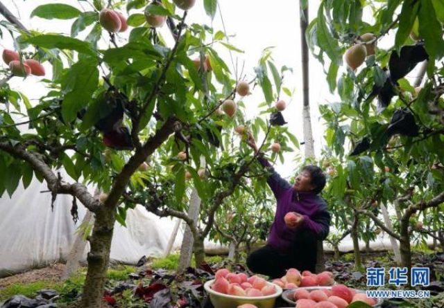 POTRET: Para Petani Memetik Buah Persik di Rumah Kaca Xinzhai-Image-4