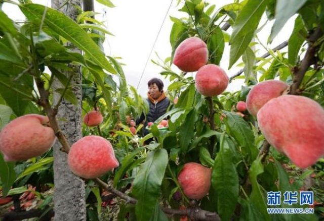 POTRET: Para Petani Memetik Buah Persik di Rumah Kaca Xinzhai-Image-2