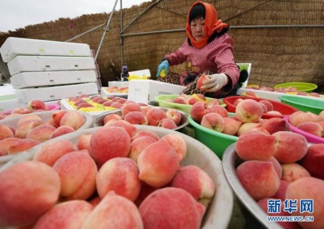 POTRET: Para Petani Memetik Buah Persik di Rumah Kaca Xinzhai-Image-3