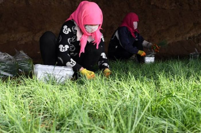 Kisah Petani Bawang Asal China, Menanam Benih Kesuksesan di Daerah Gurun-Image-2