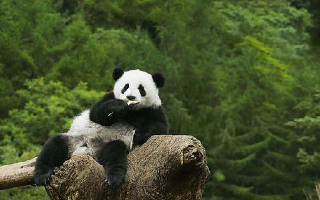Asal Mula Warna Hitam-Putih Bulu Panda-Image-1