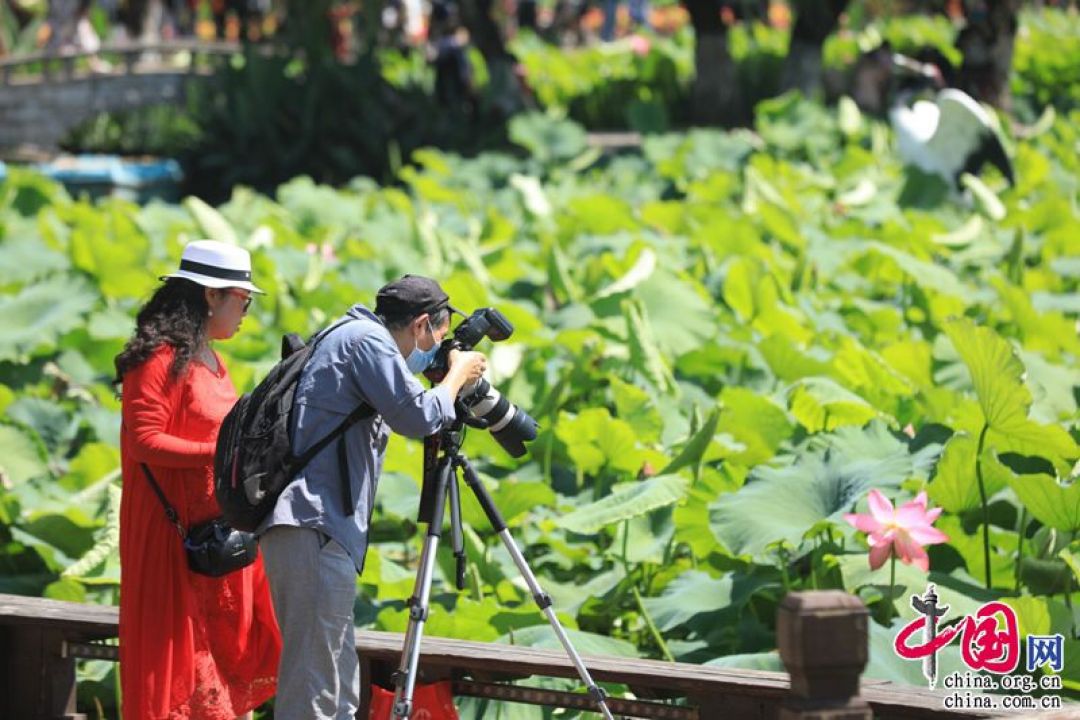 Pameran 10.000 Pot Bunga Teratai di Kunming-Image-3