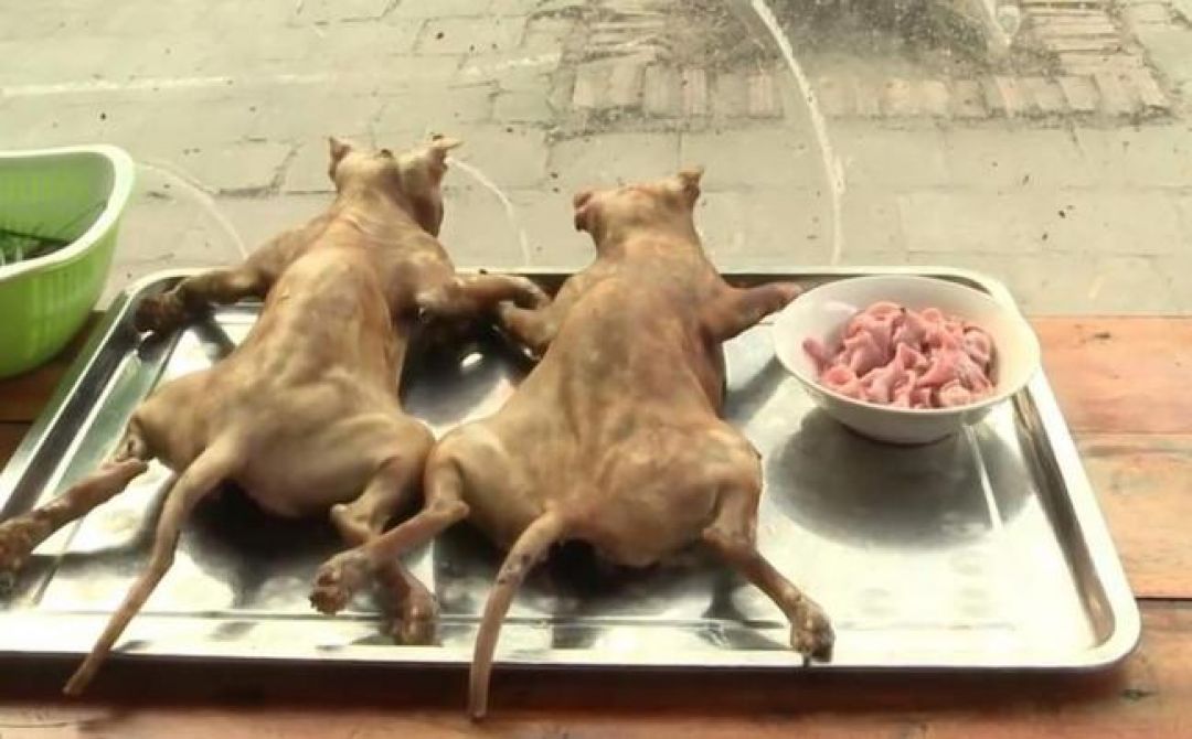China Larang Jual Daging Kucing dan Anjing untuk Konsumsi-Image-2