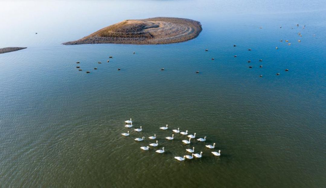 Musim Dingin, Kawanan Burung Bermigrasi ke Danau Terbesar di China-Image-1
