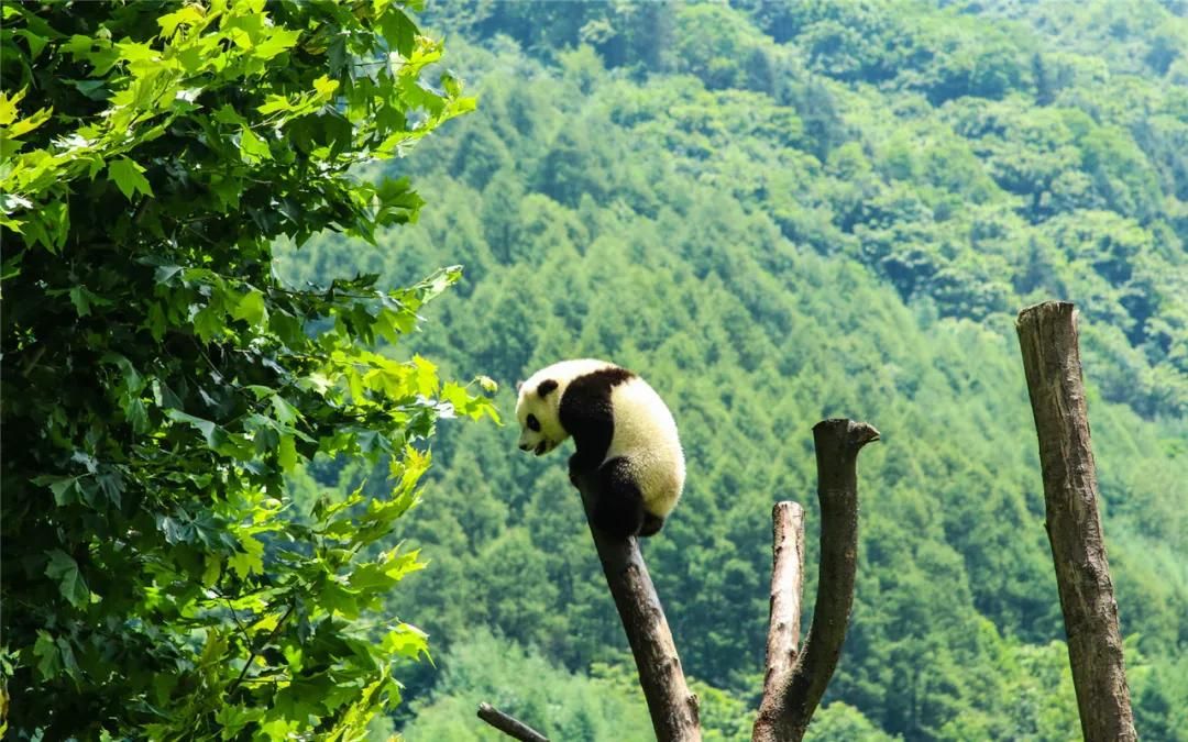 Sichuan dan Shanxi Lanjutkan Pembangunan Taman Nasional Panda Raksasa-Image-1