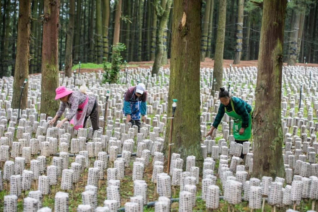 Provinsi Guizhou China Mengubah Hutan Hijau Jadi Aset yang Tak Ternilai-Image-1