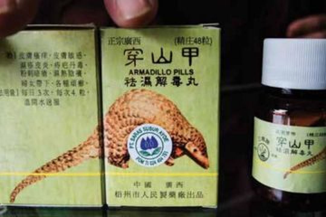 Obat Tradisional Tiongkok dan Trenggiling yang Terancam Punah-Image-1