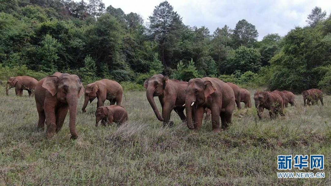 Lagi, Gajah Asia di China Bermigrasi, Kali Ini Sepanjang 12,1 KM-Image-1