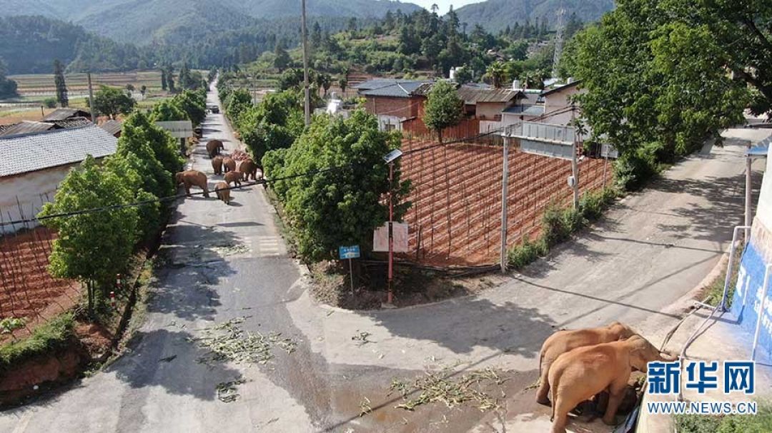 Lagi, Gajah Asia di China Bermigrasi, Kali Ini Sepanjang 12,1 KM-Image-3