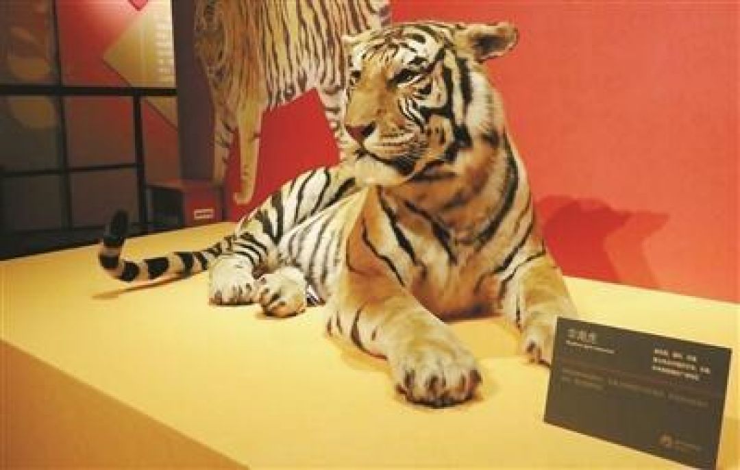 Museum Sejarah Alam Zhejiang Pameran Sambut Tahun Macan-Image-1