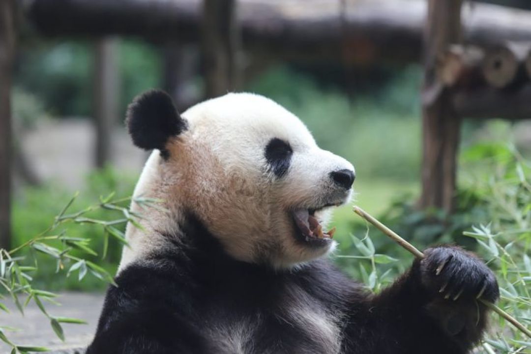 Panda Raksasa Ternyata Sudah Dipelihara Sejak Dinasti Han China-Image-1