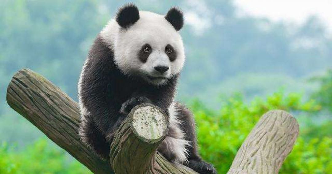 Gempa di Ya'an, 27 Panda Panjat 1 Pohon-Image-1
