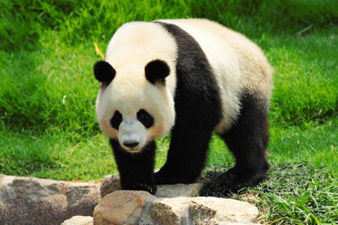 Sempat Disebut Tapir, Begini Sejarah Panda Dibesarkan pada Dinasti Han-Image-1