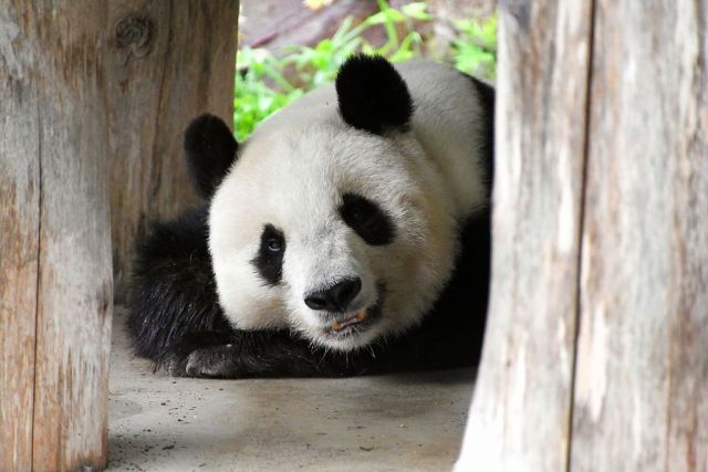 Panda Raksasa Lansia di Jepang Sakit, Terancam Tidak Bisa Kembali ke China-Image-1