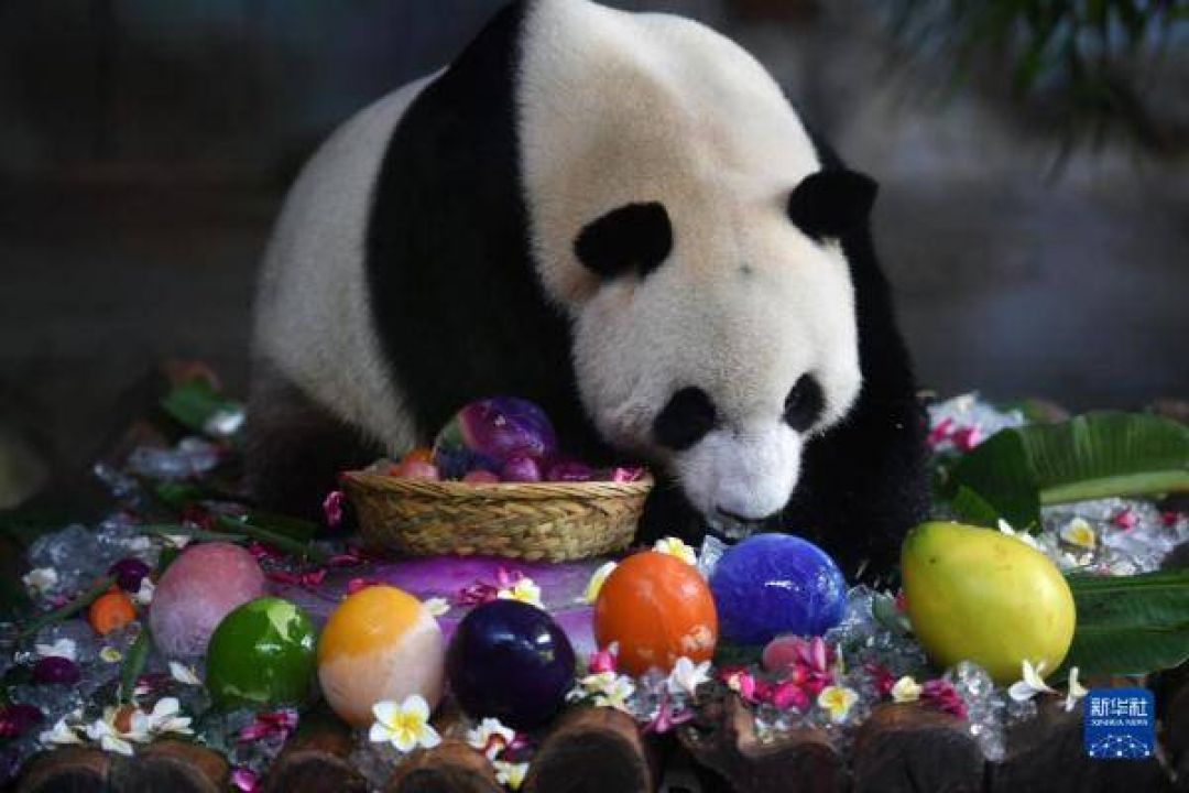 POTRET: Gemas Dua Panda Raksasa Rayakan Ulang Tahunnya di Haikou-Image-1