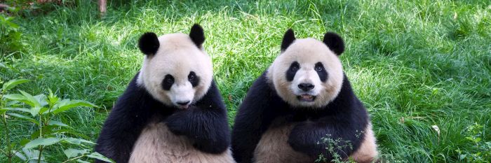 Lucu. Dua Panda Raksasa Tertangkap Kamera di Hutan Sichuan-Image-1