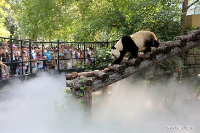 Rumah Bagi Panda Raksasa di Kebun Binatang Beijing-Image-2