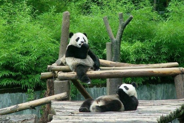 Rumah Bagi Panda Raksasa di Kebun Binatang Beijing-Image-1