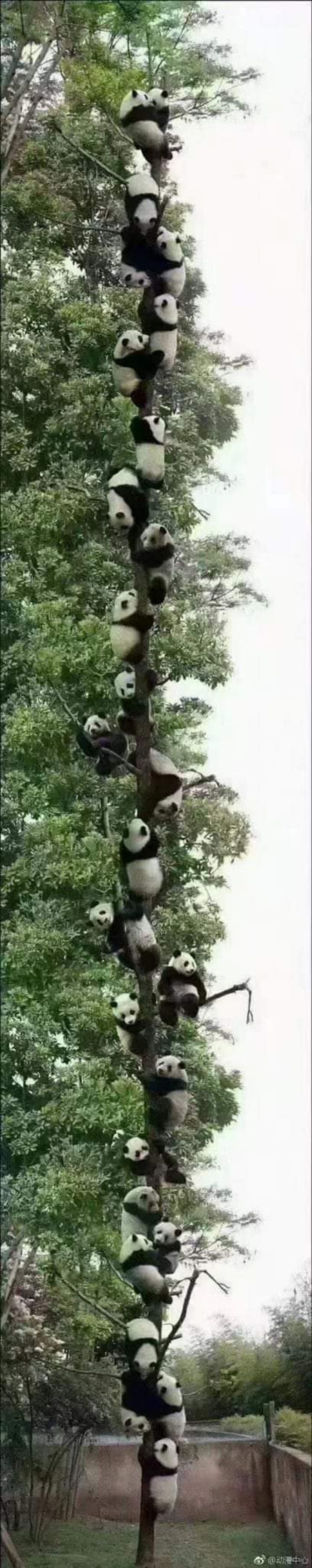 Gempa di Ya'an, 27 Panda Panjat 1 Pohon-Image-2