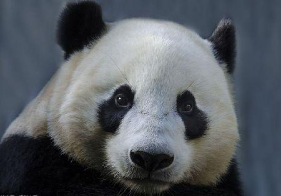 Asal Mula Warna Hitam-Putih Bulu Panda-Image-2