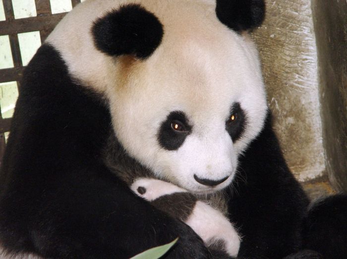 Panda Raksasa 'Heroik' Lei Lei Meninggal Dunia di Usia 31 Tahun-Image-1